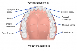 Зубы верхней челюсти